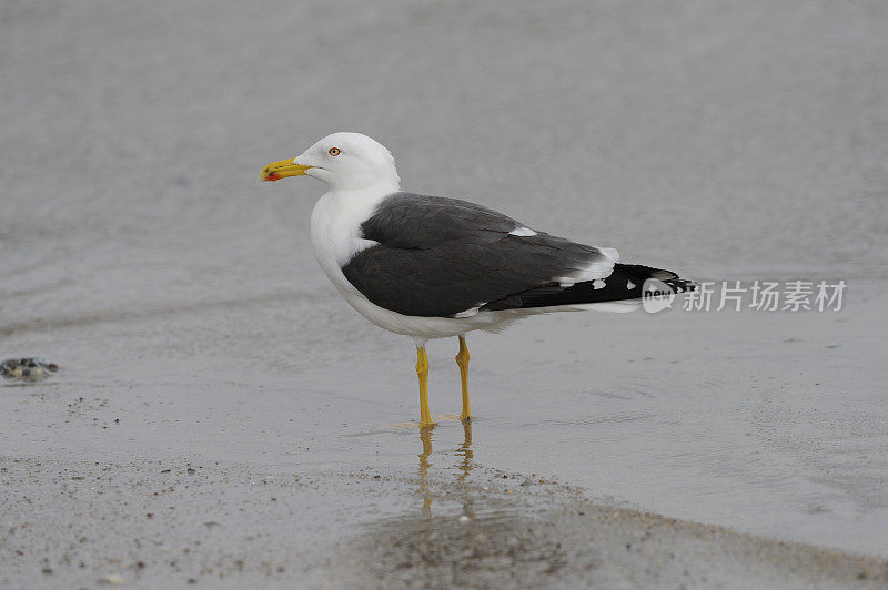 大黑背鸥(Larus marinus)